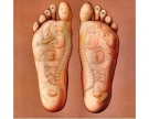 Corso di reflessologia plantare