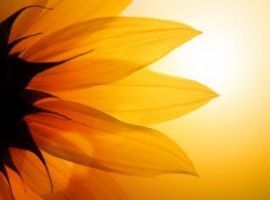 Corso di counseling a mediazione corporea ad indirizzo umanistico-bioenergetico