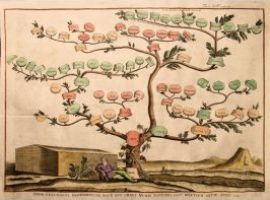 Costellazioni Familiari. Senza Radici non si Vola.