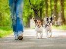 Corso per dog sitter professionale