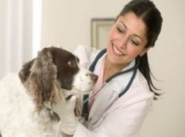 Corso per Tecnico Veterinario