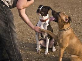 Addestramento Cinofilo € 19 invece di € 250  - Corso Online