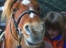 Corso di equitazione per bambini - a partire dai 4 anni