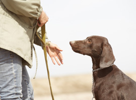 Seminario Pet Therapy
